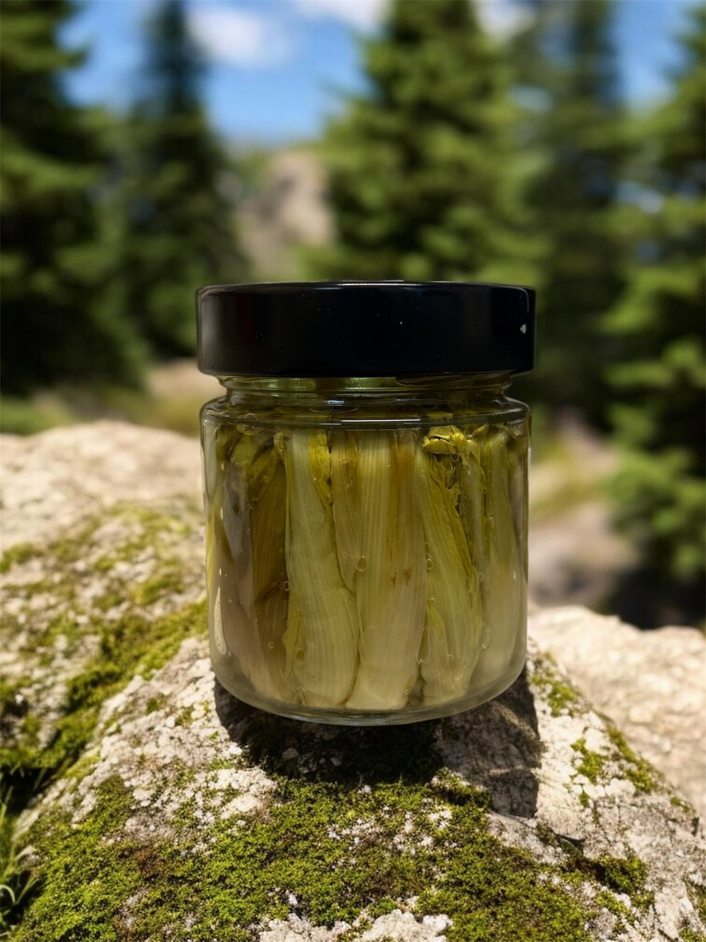 BEAR'S CHICORY